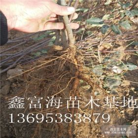 新品种苹果苗鲁丽苹果苗批发多少钱