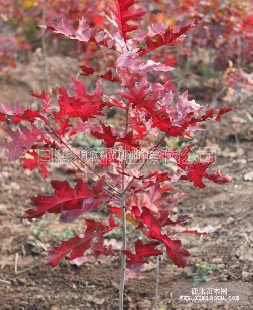 北美紅櫟