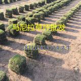 2018草坪價格表草坪規(guī)格馬尼拉草皮