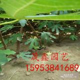 哪里卖无花果树苗 2公分无花果树苗价格多少钱