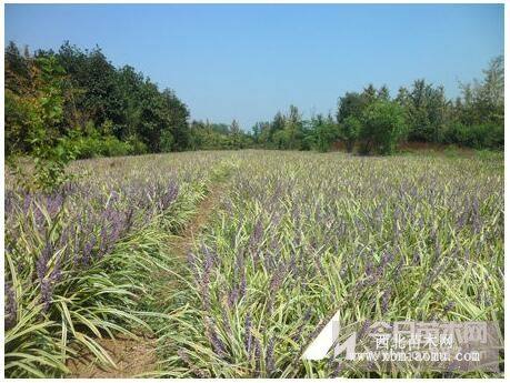 麦冬草 金边麦冬草 