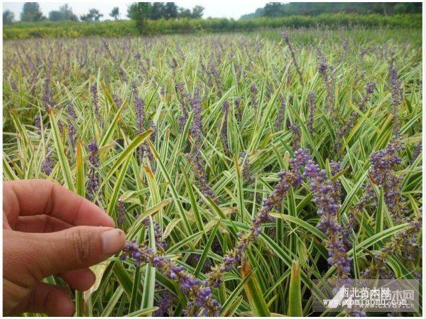 麦冬草 金边麦冬草 