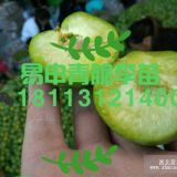 重慶奉節(jié)李子苗價(jià)格，李子樹苗多少錢一株？