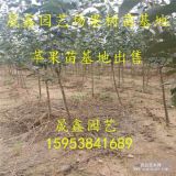 1公分苹果树苗 2公分红肉苹果树苗价格 基地批发3公分苹果树