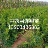 1年2年連翹苗 藥用連翹苗價(jià)格