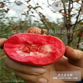 哪里有红肉苹果苗基地 红肉苹果苗价格是多少