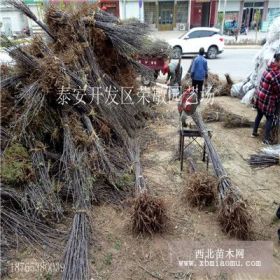 今年新品种鲁丽苹果苗 鲁丽苹果苗价格