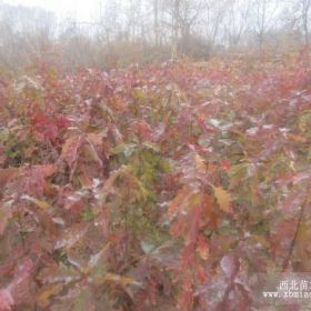 北美红栎、速生硬材树