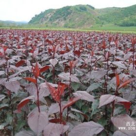 红叶海棠、速生硬材树