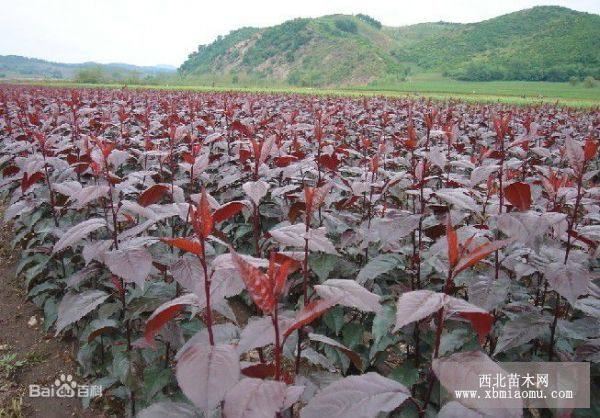 紅葉海棠