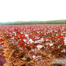 红叶杨、速生硬材树