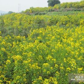 求购优质黄花槐、速生硬材树