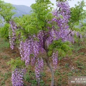 紫藤、速生硬材樹(shù)