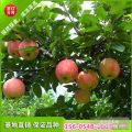 山東2公分3公分嘎啦蘋(píng)果苗種植技術(shù)