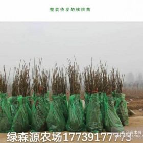 河南大红袍花椒苗批发基地/武陟县花椒苗供应/果树苗批发