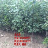 无花果树苗新品种；无花果树苗栽培技术；无花果树树苗价格