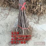 布兰瑞克无花果苗|布兰瑞克无花果树苗|布兰瑞克无花果苗新品种