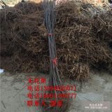 紫果无花果树苗 紫果无花果树树苗 紫果无花果树苗价格