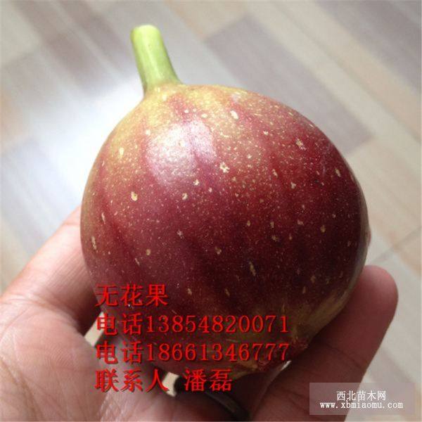 无花果树树