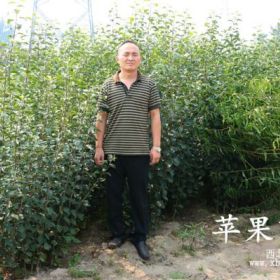 华星苹果苗管理基地 零售苹果树出售