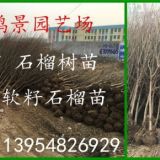 凈皮甜石榴苗供應(yīng)地 優(yōu)質(zhì)石榴樹