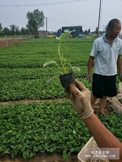 大濱菊