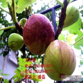 无花果树苗新品种；优质无花果树苗新品种；无花果树树苗价格