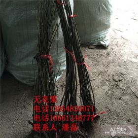 布兰瑞克无花果苗 布兰瑞克无花果树苗 布兰瑞克无花果树苗价格