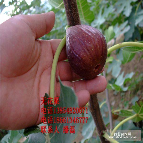 布兰瑞克无花果苗