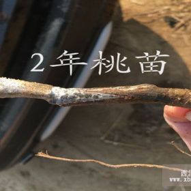 毛桃苗管理基地 毛桃树苗种植地