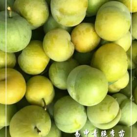 2018蜂糖李子苗价格，蜂糖李子树苗批发