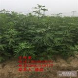 无花果树苗 新品种无花果苗 新品种波姬红无花果树树苗价格