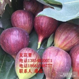 无花果苗、无花果树苗新品种、紫果无花果树树苗新品种