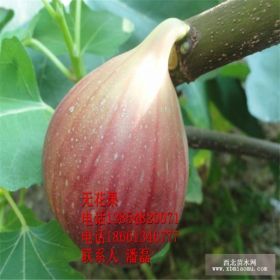 新品种无花果树苗；无花果树苗新品种；无花果树树苗新品种