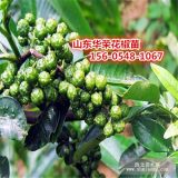 出售花椒苗、大紅袍花椒苗基地、九葉青花椒苗園藝場