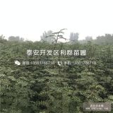 2018年大红袍花椒树苗、大红袍花椒树苗价格多少