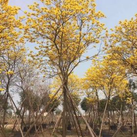 森華花卉各種移植全冠楊黃花風鈴木