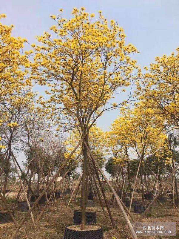 黃花風(fēng)鈴木