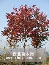 10-20公分乌桕产地，乌桕价格多少钱