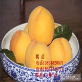 西尾巨黃黃桃樹(shù)苗|西尾巨黃黃桃樹(shù)苗新品種|西尾巨黃黃桃樹(shù)苗價(jià)