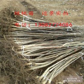 哪里有核桃树,1公分核桃树品种介绍,2公分核桃树价格多少