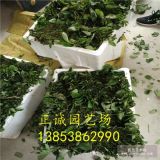 我想买草莓苗哪里有 品种什么 多少钱一棵