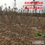 3公分無花果樹苗哪里多 4公分5公分粗無花果樹基地