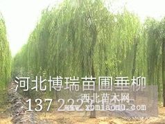 垂柳，垂柳价格，垂柳基地，垂柳报价，河北垂柳