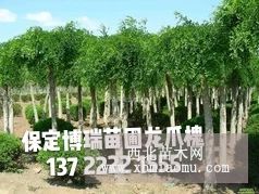 龙爪槐价格，红花槐报价，刺槐基地，金叶槐厂家