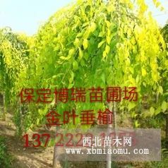 河北金叶榆，金叶白蜡价格，香花槐报价，垂柳厂家，河北垂柳