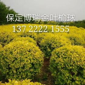 金叶白蜡，金叶榆价格，红花槐报价，河北香花槐