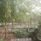 金叶槐价格，五角枫基地，金叶白蜡报价，河北香花槐