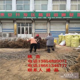 桃树苗种植技术 桃树树苗品种介绍 优质新品种桃树苗