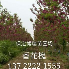 6公分香花槐价格，五角枫报价，香花槐基地，金叶榆